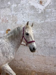 Masseria Tofani Brindisi Event Location Holiday Camp for children Brindisi