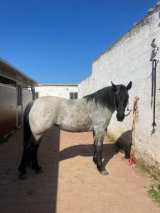 Masseria Tofani Brindisi Event Location Holiday Camp for children Brindisi