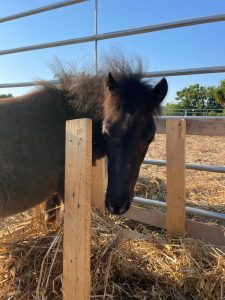 Masseria Tofani Brindisi Event Location Holiday Camp for children Brindisi